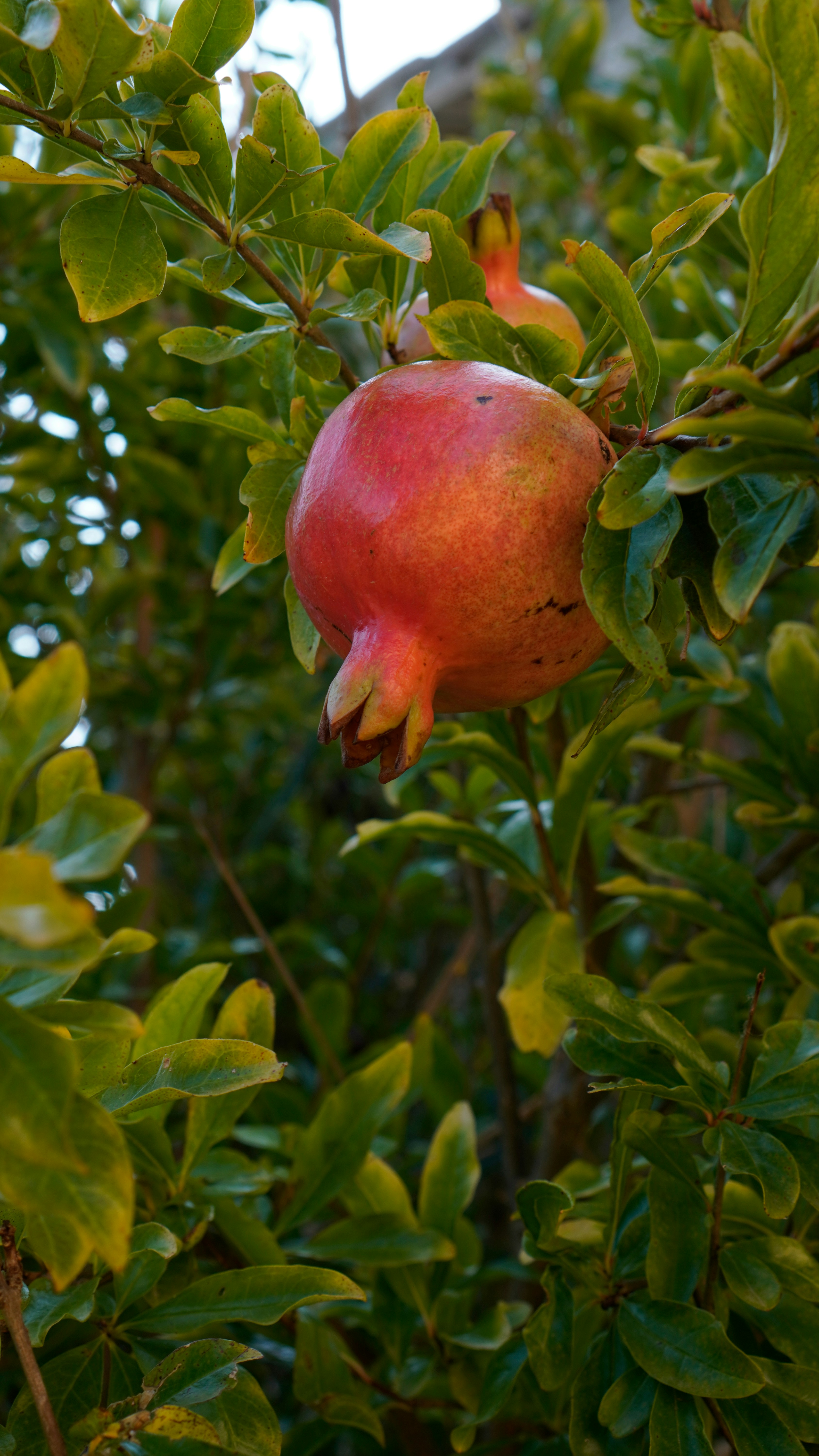 Fresh pomegranates from Zad Global Trade