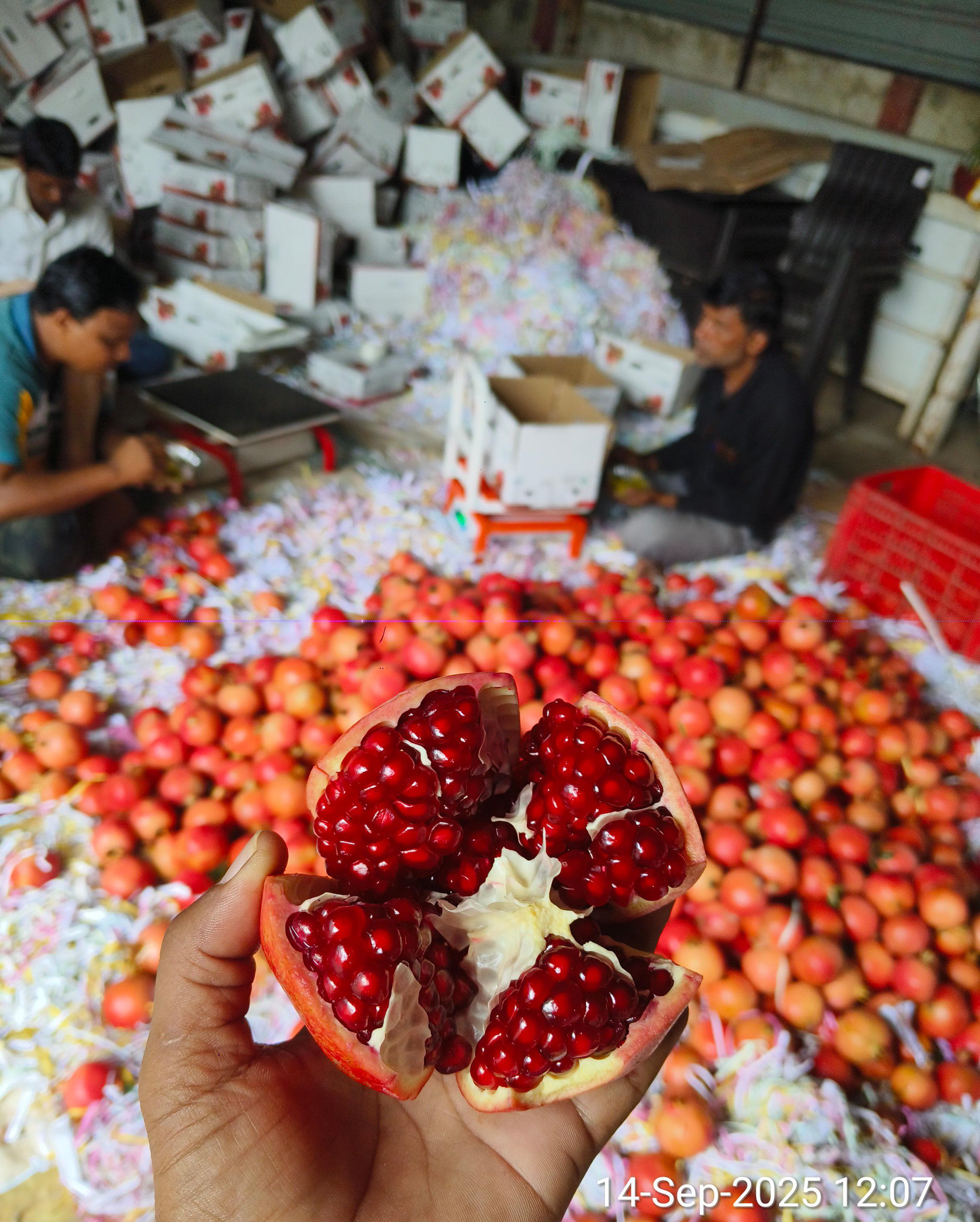 Bhagwa Pomegranates — Zad Global Trade