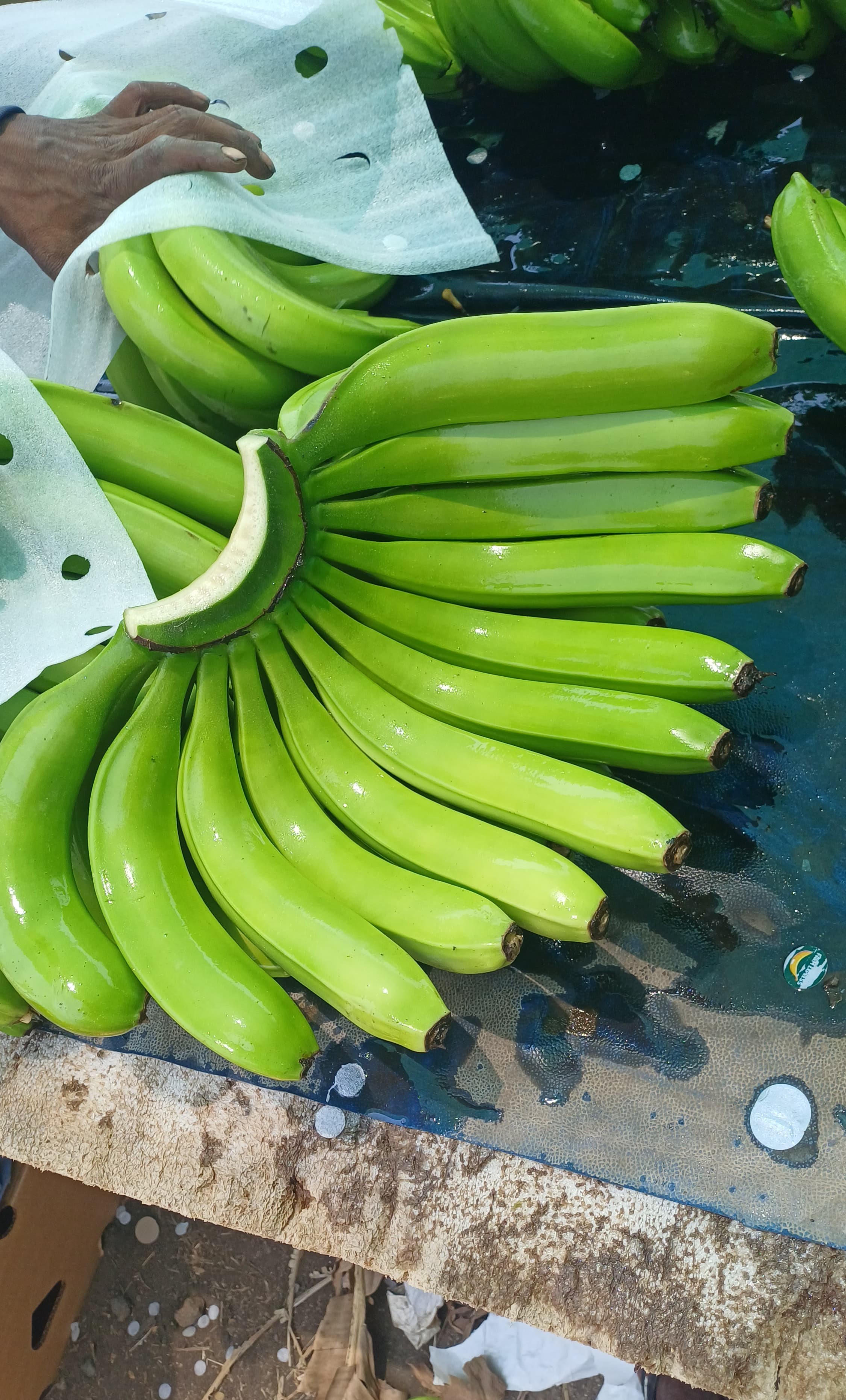 Zad Global Trade team