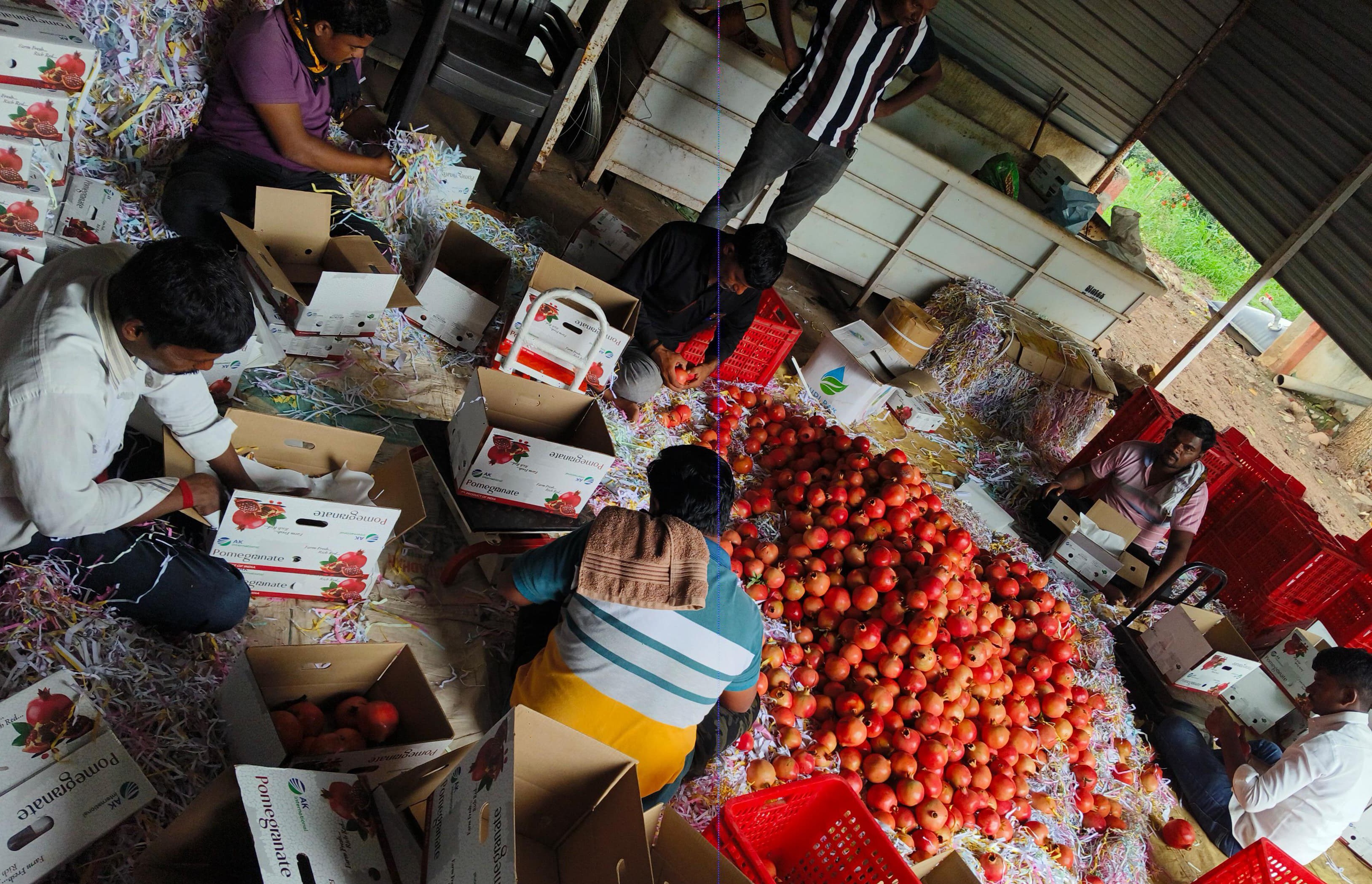 Fresh pomegranates being packed