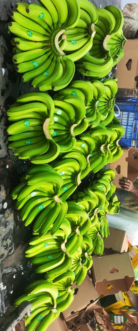 Farm to export process